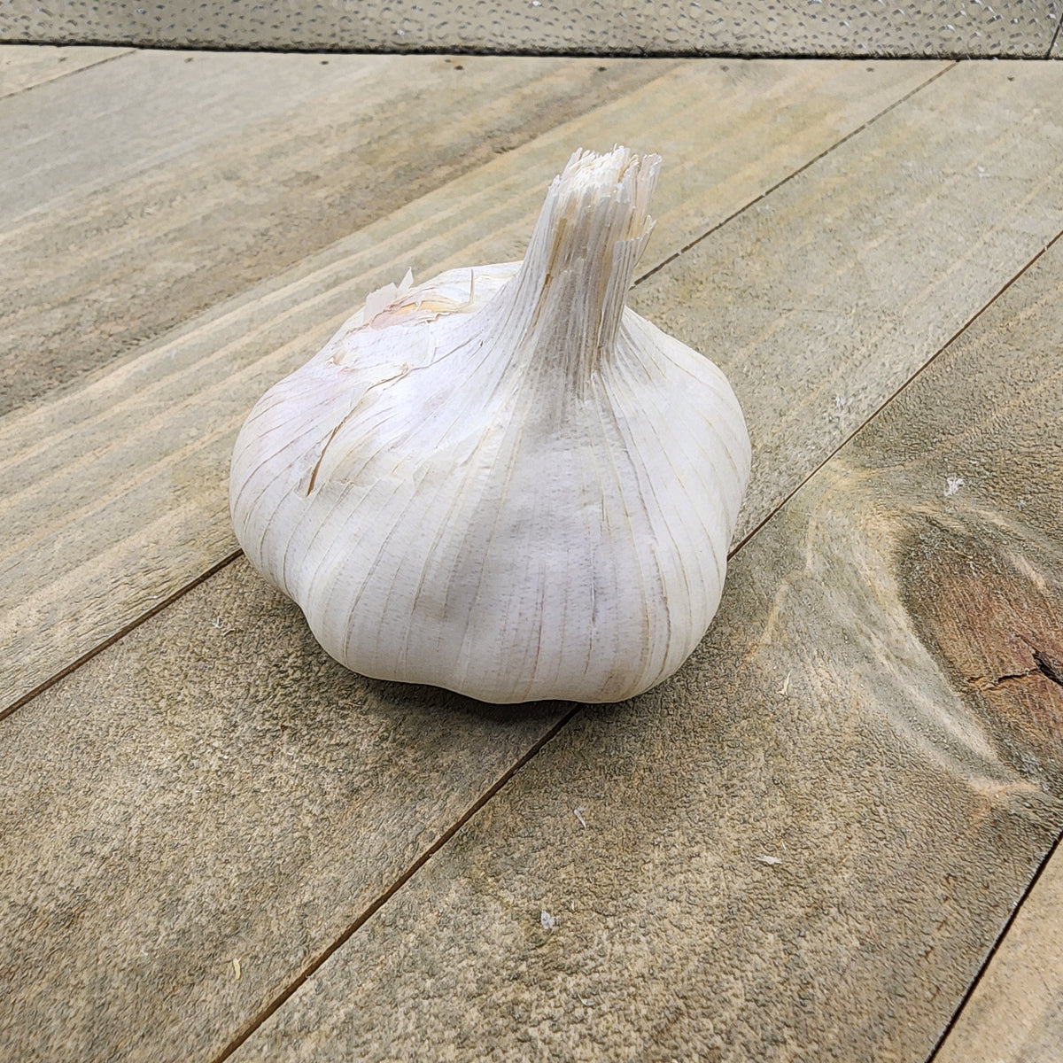 Organic Inchelium Red soft neck garlic bulb from SeedsNow-Garlic, showing fresh, white garlic cloves with papery skin.