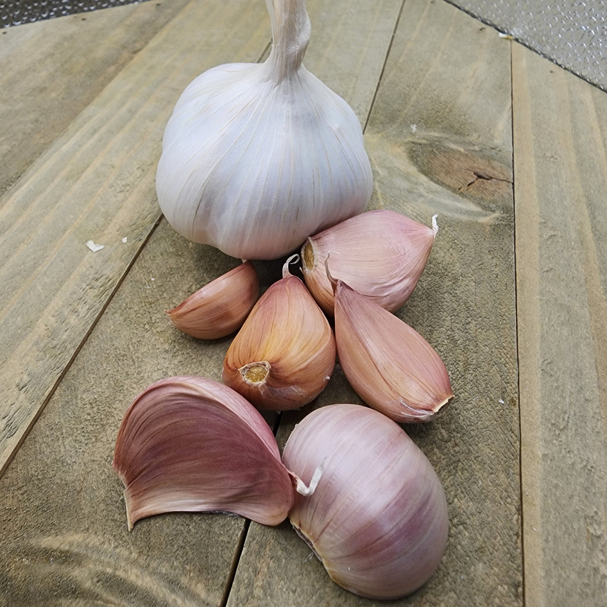 Organic Silver Rose soft neck garlic bulb from SeedsNow-Garlic, with white papery skin and multiple cloves visible.