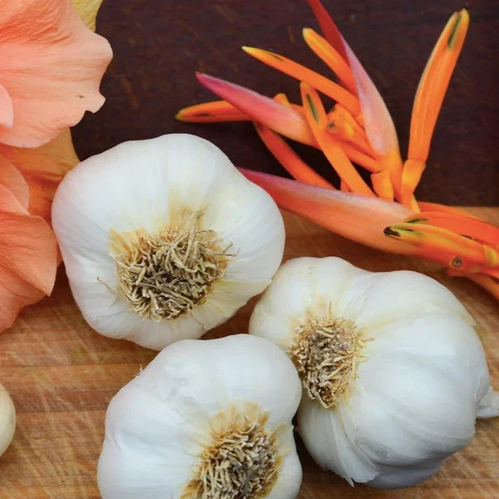 Organic California Early soft neck garlic bulb from SeedsNow-Garlic, showcasing its white, plump cloves and smooth papery skin.