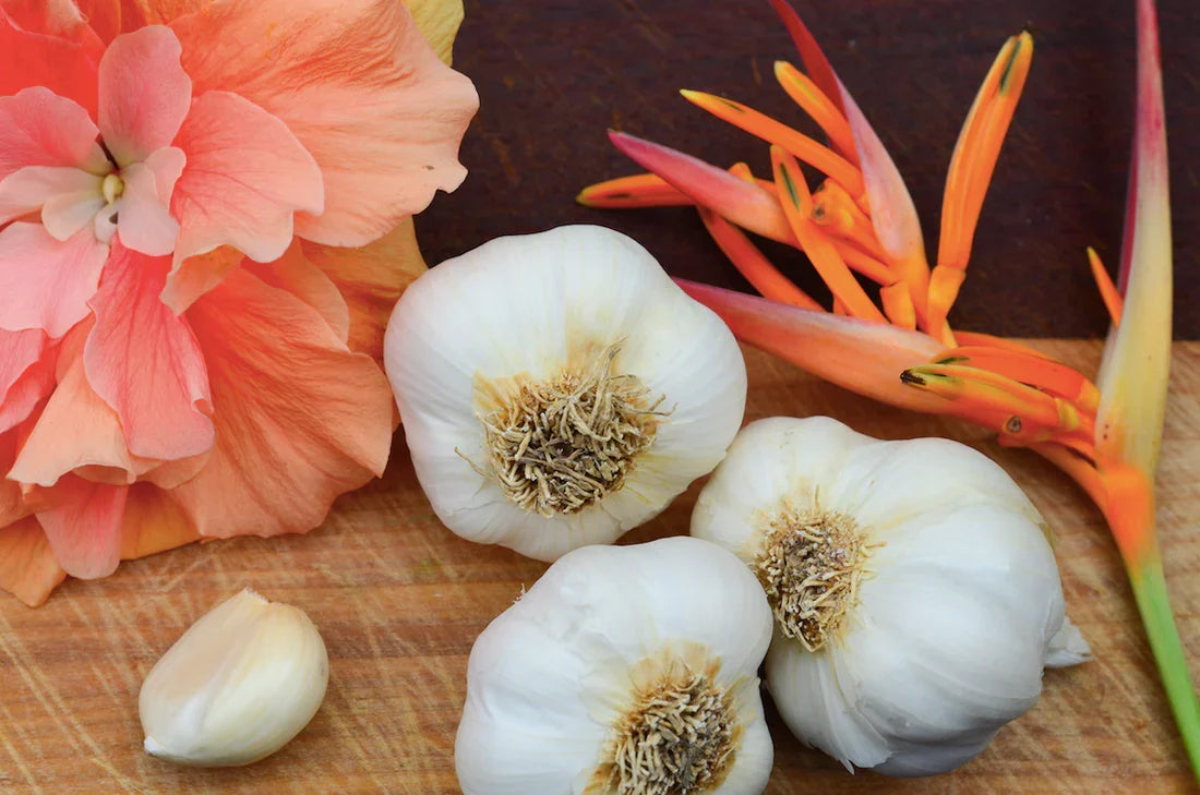 Organic California Early soft neck garlic bulb from SeedsNow-Garlic, showing white papery skin and fresh cloves.
