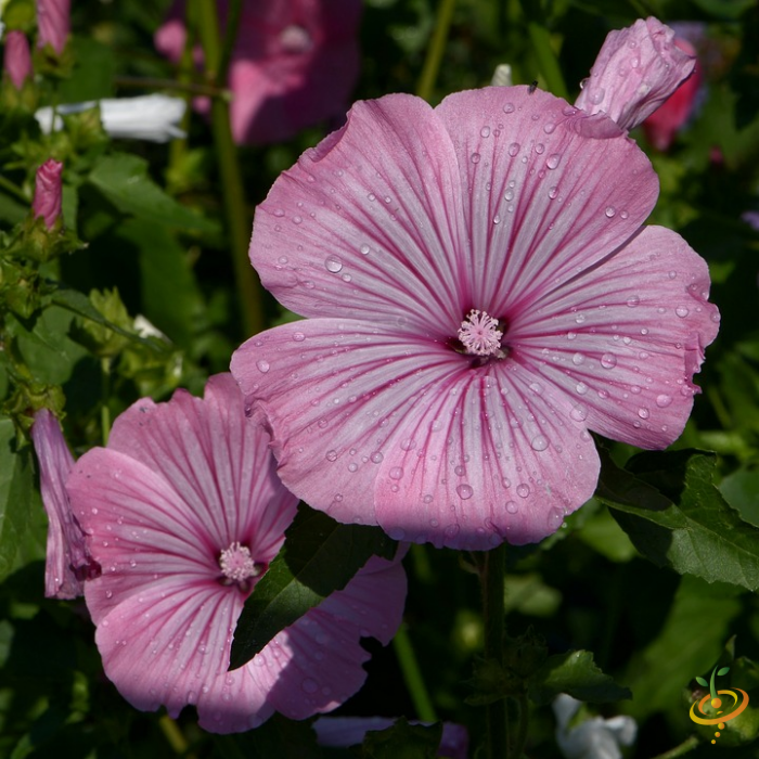 Wildflower mix seed packet featuring colorful wildflowers like rose mallow from SeedsNow for moist garden areas.