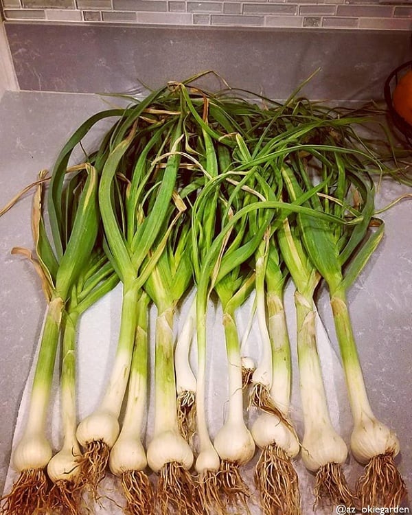 Organic Italian late soft neck garlic bulb from SeedsNow-Garlic, showing multiple garlic cloves with papery skin.