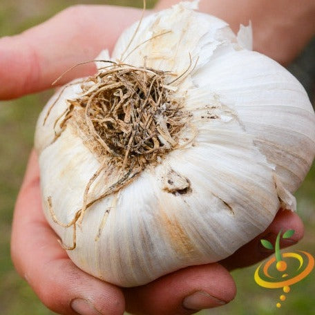 Organic Elephant garlic bulb with soft neck, showing large, white cloves and textured skin, from SeedsNow-Garlic.