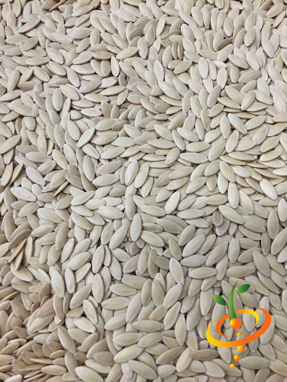 Close-up image of National Pickling cucumber seeds for planting and growing pickling cucumbers