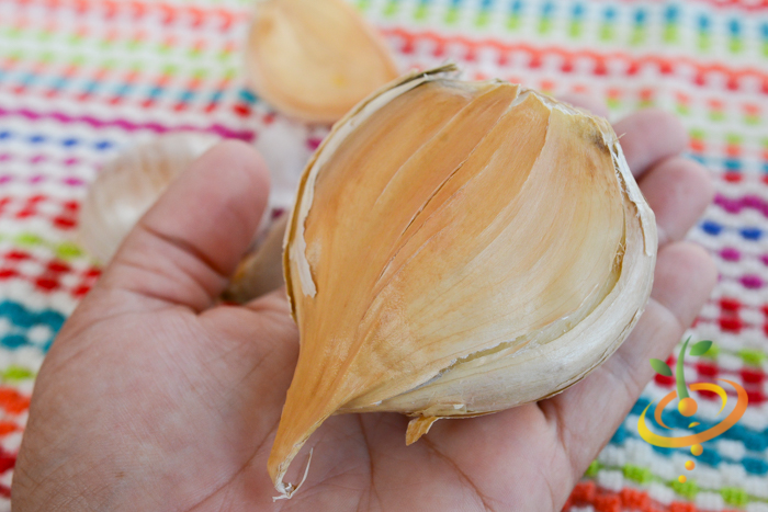 Organic Elephant soft neck garlic bulb from SeedsNow-Garlic, with papery skin and multiple cloves visible.