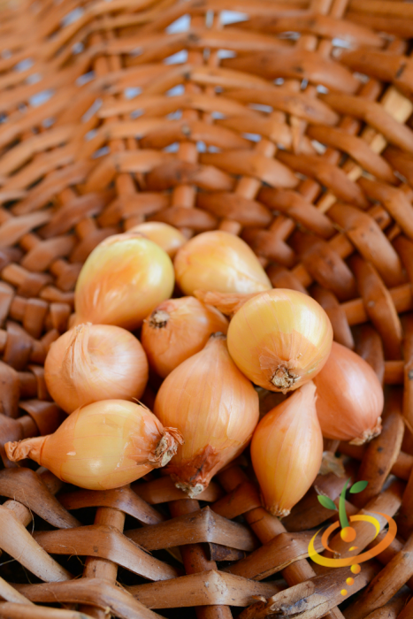 Organic Dutch yellow shallot sets from SeedsNow-Shallot, showing fresh, bulbous shallots ready for planting.