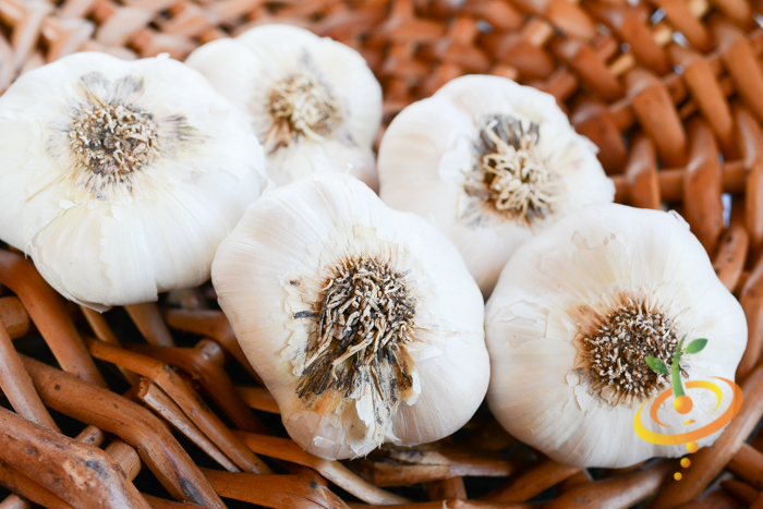 Organic Early Purple Italian soft neck garlic bulb from SeedsNow-Garlic, showcasing multiple cloves with purple-tinged skin.