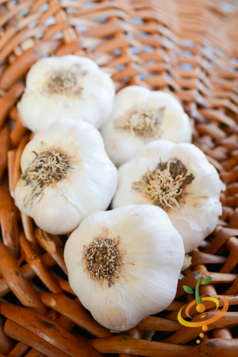 Organic Early Purple Italian soft neck garlic bulb from SeedsNow-Garlic, showing its purple-skinned cloves and fresh garlic head.