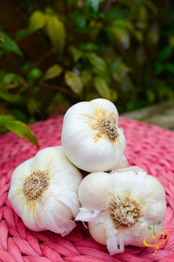 Organic Nootka Rose soft neck garlic bulb from SeedsNow-Garlic, with white papery skin and fresh cloves visible.
