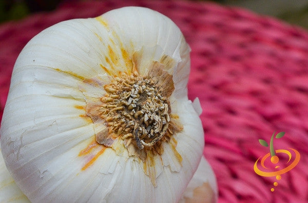 Organic Nootka Rose soft neck garlic bulb from SeedsNow-Garlic, showing fresh, white garlic cloves with papery skin.