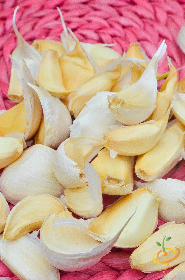 Organic Nootka Rose soft neck garlic bulb from SeedsNow-Garlic, showing fresh, white garlic cloves with papery skin.