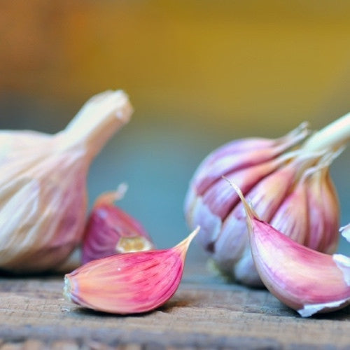 Organic Early Purple Italian garlic bulb with soft neck from SeedsNow-Garlic, featuring purple-tinted cloves and healthy skin.
