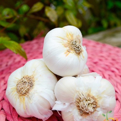 Organic Nootka Rose soft neck garlic bulb from SeedsNow-Garlic, featuring large cloves and fresh, healthy appearance.
