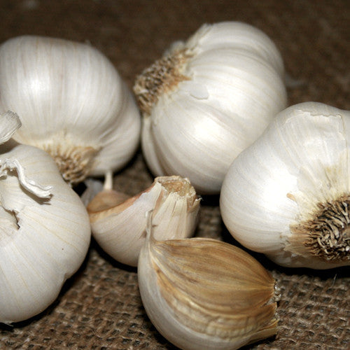 Organic Italian late soft neck garlic bulbs from SeedsNow-Garlic, showcasing fresh, plump garlic cloves with papery skin.