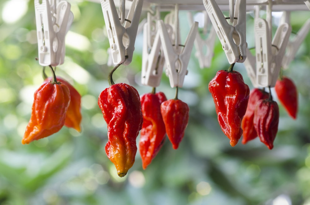 Pepper (Hot) - Ghost Chili/Bhut Jolokia π₯π₯π₯π₯π₯π₯π₯΅ (HYBRID) - SeedsNow.com
