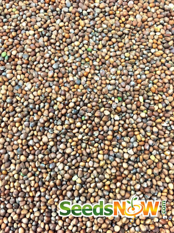 Purple Plum radish seeds by SeedsNow, small purple and white seed packets for growing fresh radishes.