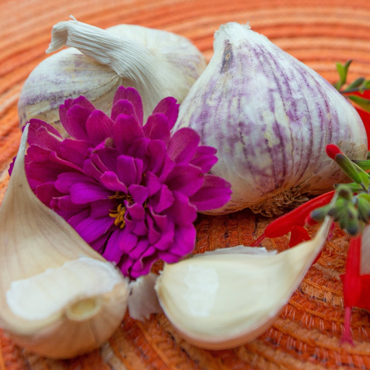 Organic Inchelium Red soft neck garlic bulb from SeedsNow-Garlic, showing its large, white, tightly packed cloves.