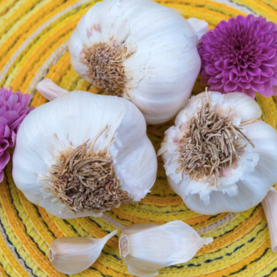 Organic Italian Soft Neck garlic bulb from SeedsNow-Garlic, featuring multiple cloves and smooth, white skin.