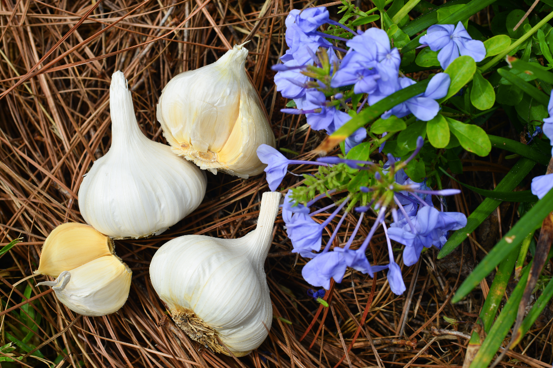 Organic Inchelium Red soft neck garlic bulb from SeedsNow-Garlic, showing fresh, plump garlic cloves with papery skin.
