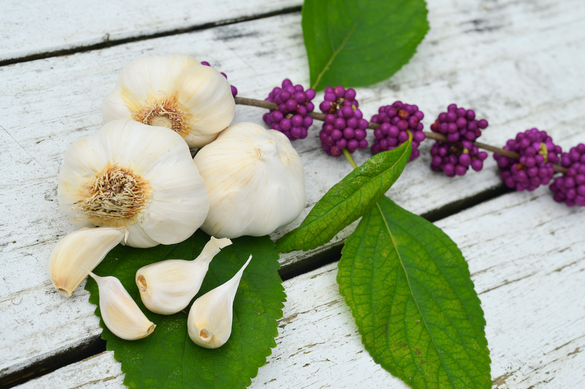 Organic Italian late soft neck garlic bulb from SeedsNow-Garlic, showing fresh, plump garlic cloves and papery skin.