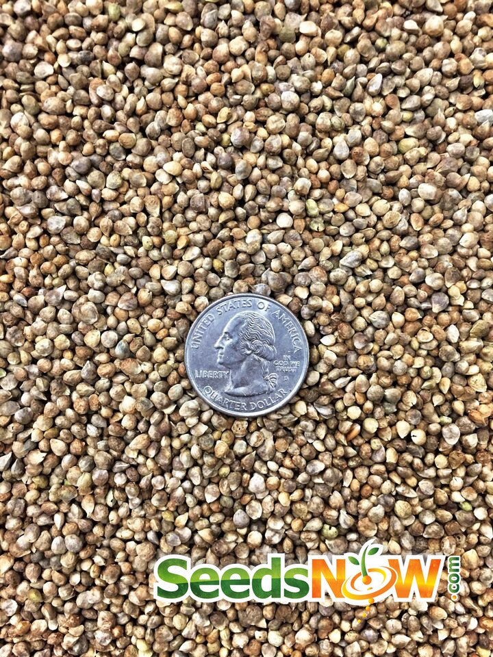 Fresh green spinach leaves from Matador Viking seeds by SeedsNow, showcasing healthy, vibrant organic spinach for gardening or cooking.