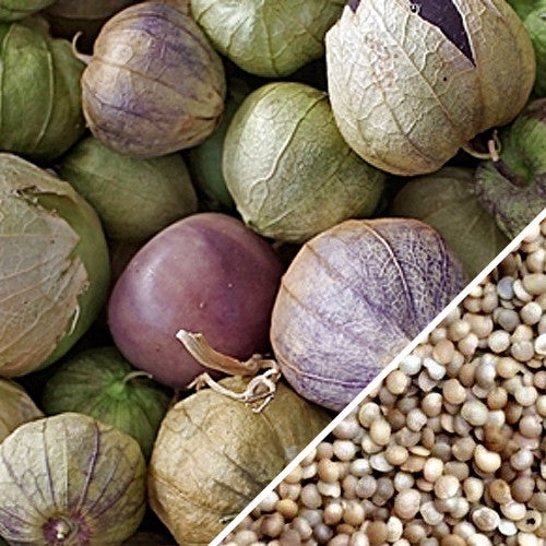 Buy Classic Tomatillo Seeds | Grow Delicious 3-5 Ounce Fruits in 85 Days