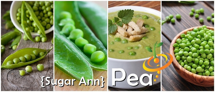 Fresh Sugar Ann snap pea pods from SeedsNow, showcasing vibrant green peas inside on a white background.