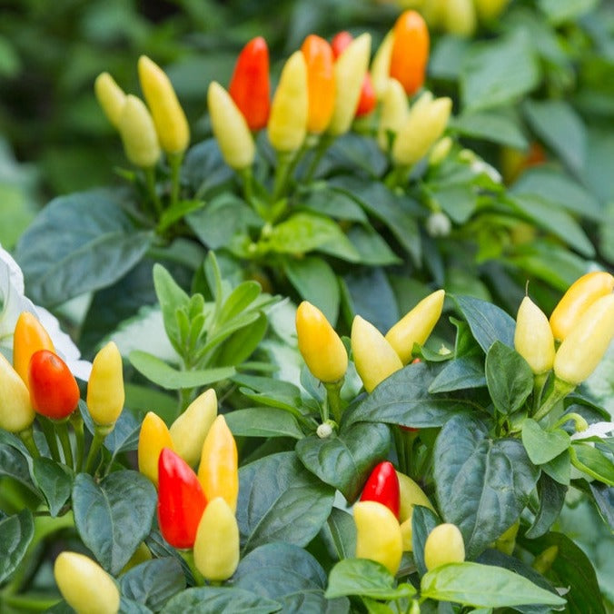 The NuMex Twilight Pepper may be slow to mature, but when it does, it’s full of surprises. Small 2" fruits. (SHU): 30,000-50,000/hot!!