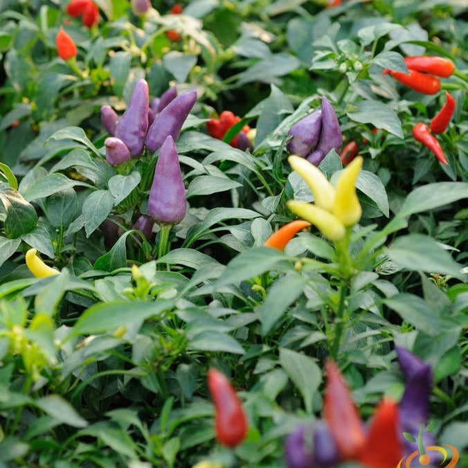 Pepper (Hot) - Firecracker π₯π₯π₯ - SeedsNow.com