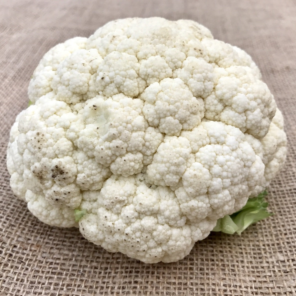 Snowball cauliflower seeds by SeedsNow, showing healthy cauliflower seed packets for self-blanching snowball cauliflower.