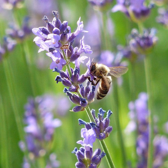 Lavender, Vera