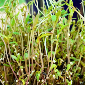 Sprouts/Microgreens - Quinoa