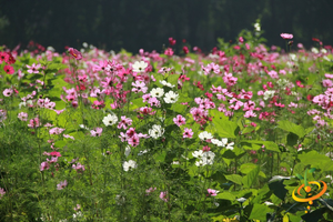 Wildflowers - Hummingbird & Butterfly Scatter Garden Seed Mix - SeedsNow.com