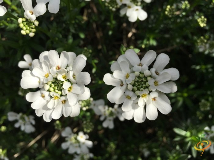 Wildflowers - Deer Resistant Scatter Garden Seed Mix - SeedsNow.com