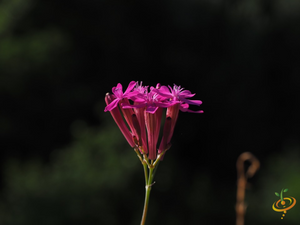 Wildflowers - Annual Cut Flower Scatter Garden Seed Mix - SeedsNow.com