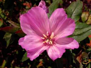 Wildflowers - Forever Pink Scatter Garden Seed Mix - SeedsNow.com