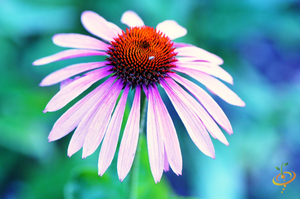 Wildflowers - Coneflower Scatter Garden Seed Mix - SeedsNow.com