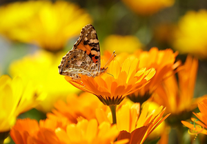 Wildflowers - Annual Cut Flower Scatter Garden Seed Mix - SeedsNow.com