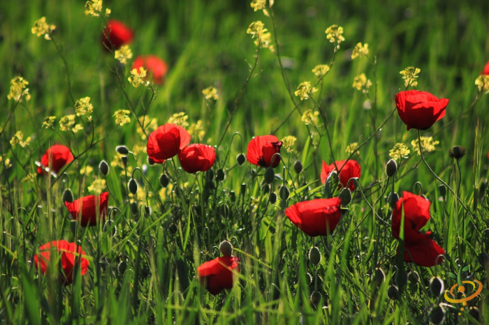 Wildflowers - Deer Resistant Scatter Garden Seed Mix - SeedsNow.com