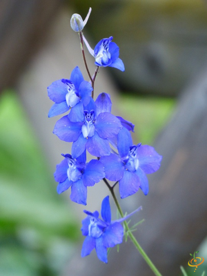 Wildflowers - Annual Cut Flower Scatter Garden Seed Mix - SeedsNow.com