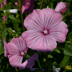 Wildflowers - Annual Cut Flower Scatter Garden Seed Mix - SeedsNow.com