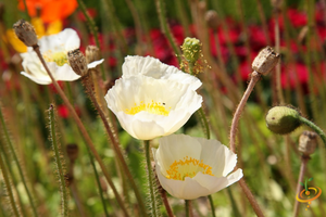 Wildflowers - Poppy Scatter Garden Seed Mix - SeedsNow.com