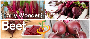 Beet - Early Wonder.