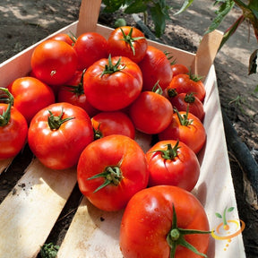 Bright red Homestead tomato plant from SeedsNow with lush foliage, ready for garden planting.