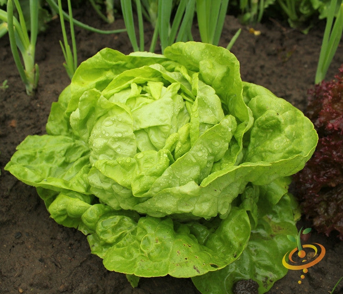 Lettuce - All Year Round.