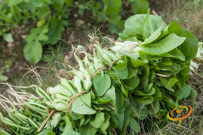 Cabbage - Bok Choy (Pac Choi).