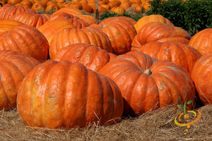 Pumpkin - Atlantic Giant.