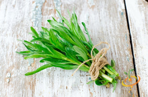 Tarragon.