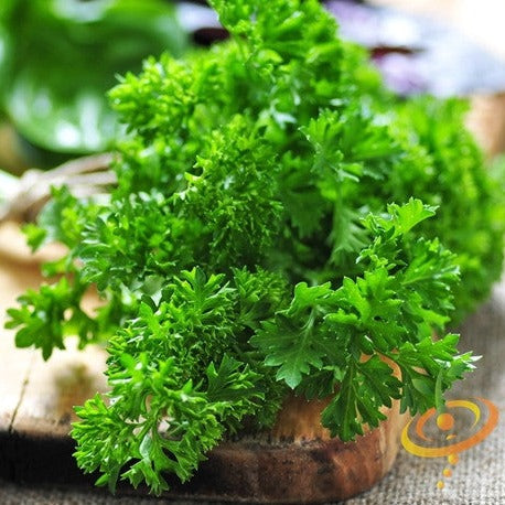 Parsley - Triple Moss Curled - SeedsNow.com