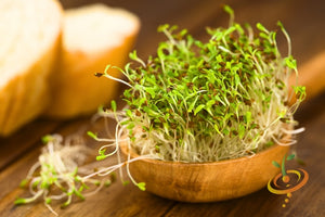 Sprouts/Microgreens - Alfalfa.